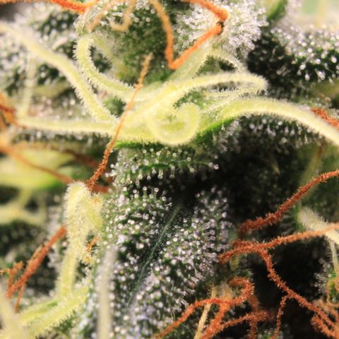 Do-Si-Dos Auto growlog photo: Trichome Show