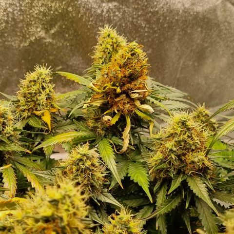 Do-Si-Dos Auto growlog photo: Erstes Mal Blütenfäule!!!