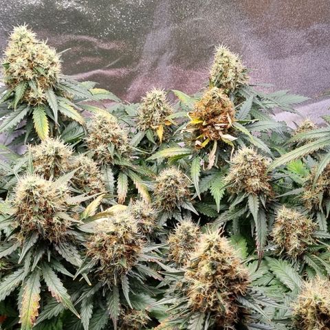 Do-Si-Dos Auto growlog photo: Erstes Mal Blütenfäule!!!