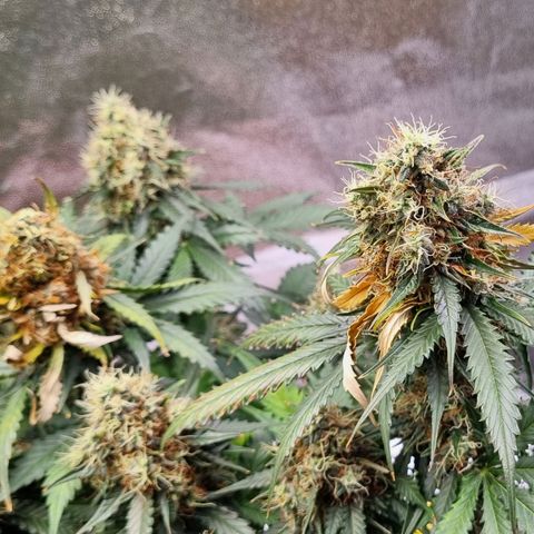 Do-Si-Dos Auto growlog photo: Erstes Mal Blütenfäule!!!