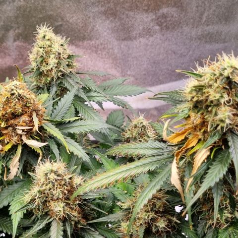 Do-Si-Dos Auto growlog photo: Erstes Mal Blütenfäule!!!