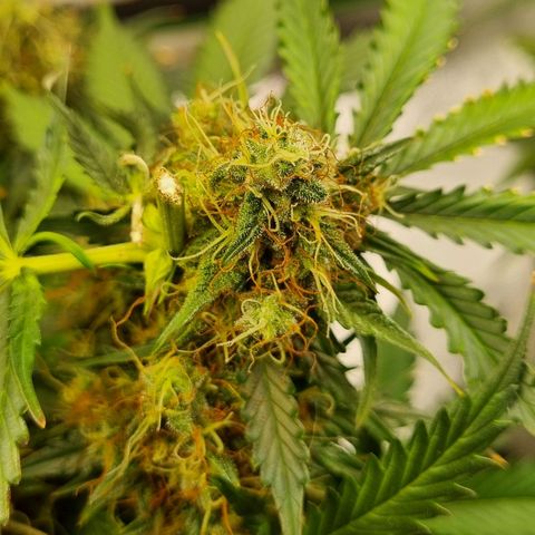Do-Si-Dos Auto growlog photo: Bud entfernt