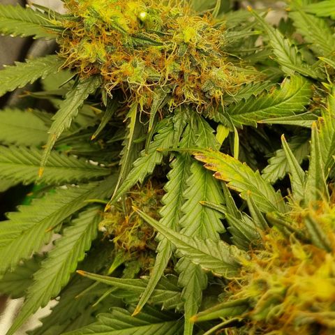 Do-Si-Dos Auto growlog photo: Bud entfernt