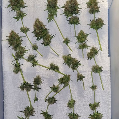 Do-Si-Dos Auto growlog photo: 2 weitere Buds waren von Blütenfäule befallen. Der Rest Noternte und zum Trocknen