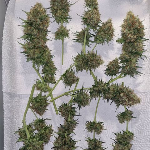 Do-Si-Dos Auto growlog photo: 2 weitere Buds waren von Blütenfäule befallen. Der Rest Noternte und zum Trocknen