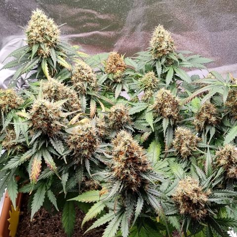 Do-Si-Dos Auto growlog photo: 2 weitere Buds waren von Blütenfäule befallen. Der Rest Noternte und zum Trocknen
