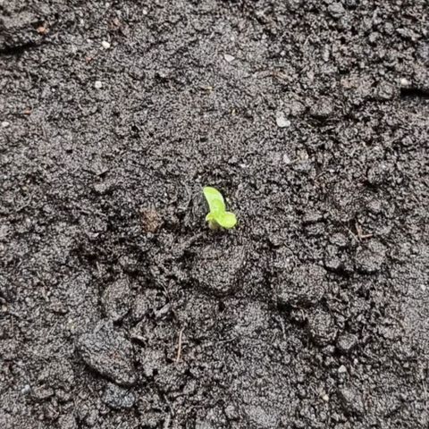 Bubble Kush Auto growlog timeline photo
