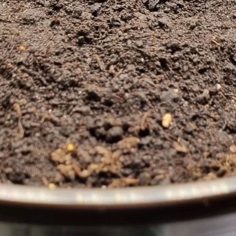 Bubble Kush Auto growlog timeline photo