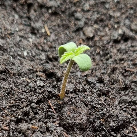Bubble Kush Auto growlog timeline photo