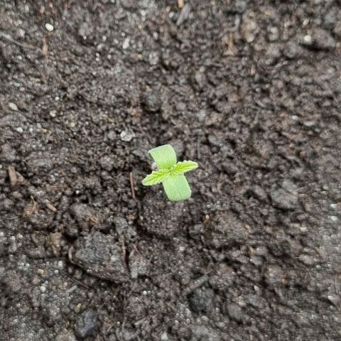 Bubble Kush Auto growlog timeline photo