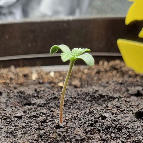 Bubble Kush Auto growlog timeline photo