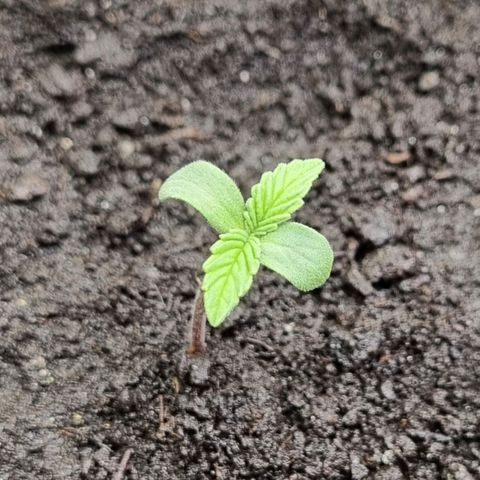 Bubble Kush Auto growlog timeline photo