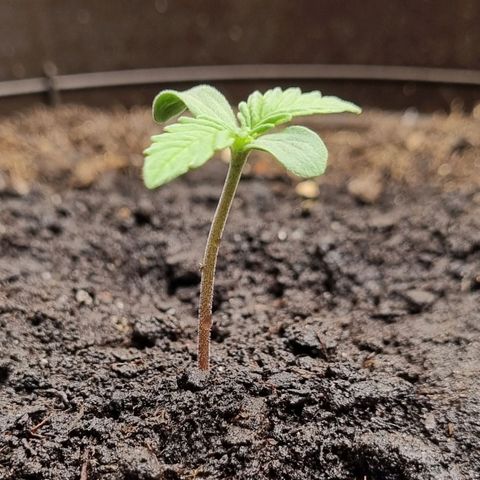 Bubble Kush Auto growlog timeline photo