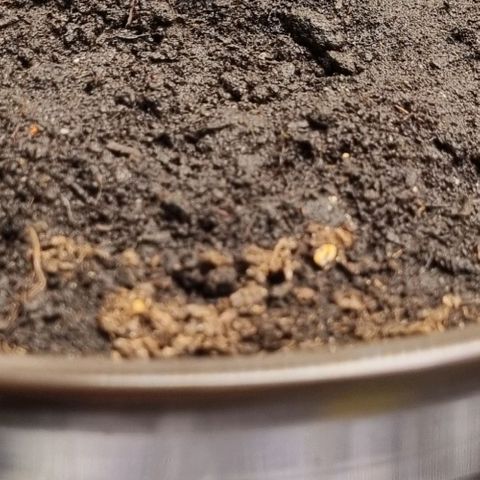 Bubble Kush Auto growlog timeline photo