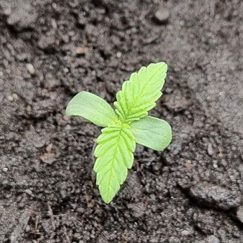 Bubble Kush Auto growlog timeline photo