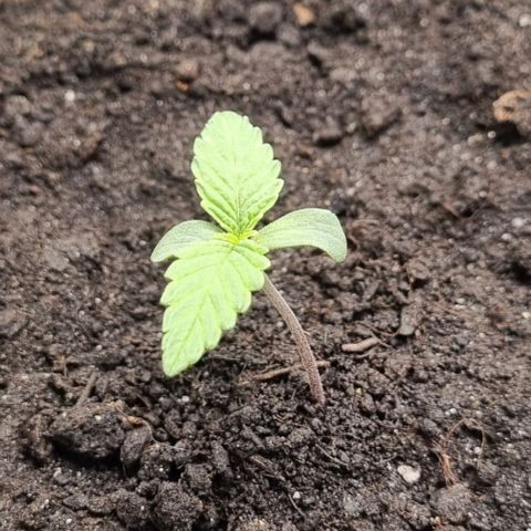 Bubble Kush Auto growlog timeline photo