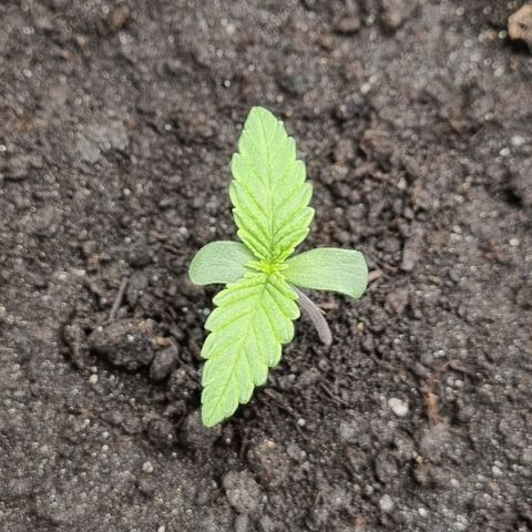 Bubble Kush Auto growlog timeline photo