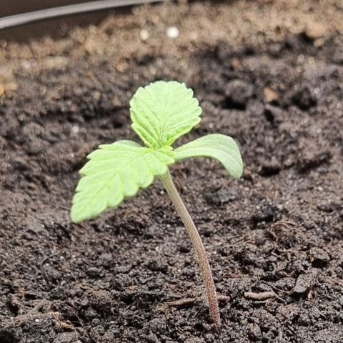 Bubble Kush Auto growlog timeline photo