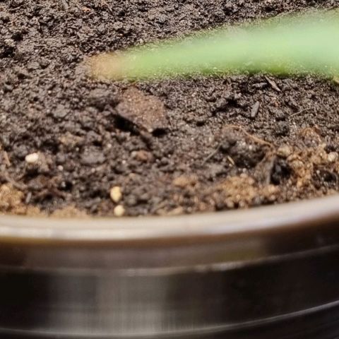 GOAT'lato Auto growlog timeline photo