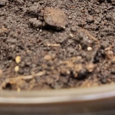 GOAT'lato Auto growlog timeline photo