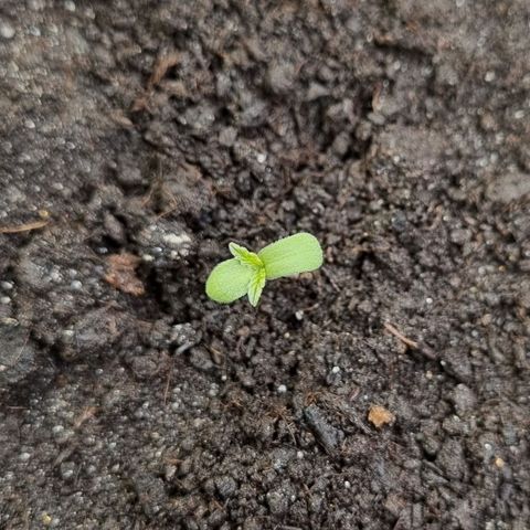 GOAT'lato Auto growlog timeline photo