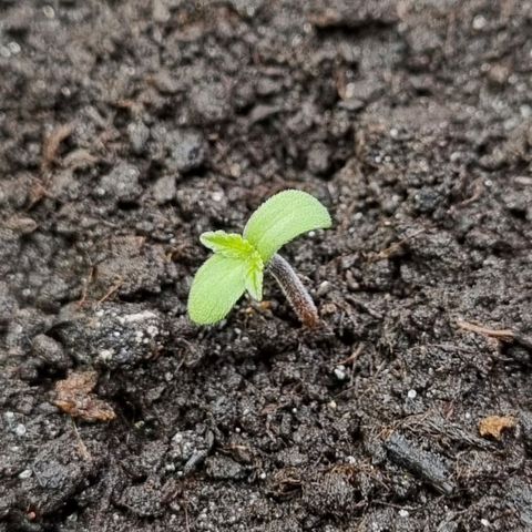 GOAT'lato Auto growlog timeline photo