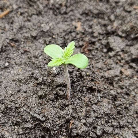 GOAT'lato Auto growlog timeline photo