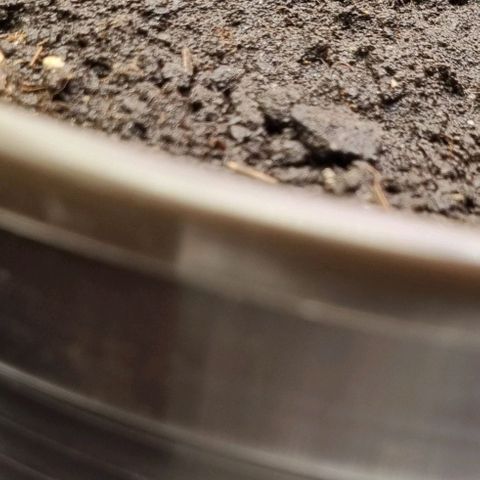 GOAT'lato Auto growlog timeline photo