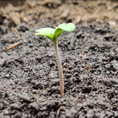 GOAT'lato Auto growlog timeline photo