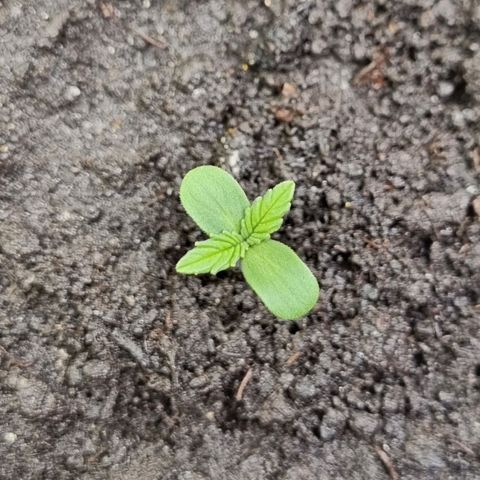 GOAT'lato Auto growlog timeline photo