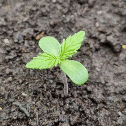 GOAT'lato Auto growlog timeline photo
