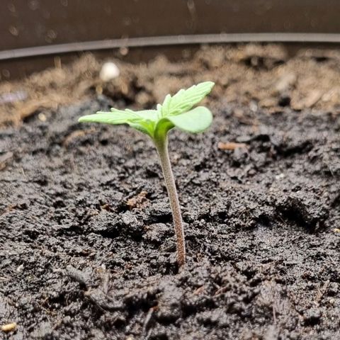 GOAT'lato Auto growlog timeline photo