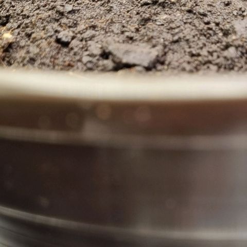 GOAT'lato Auto growlog timeline photo