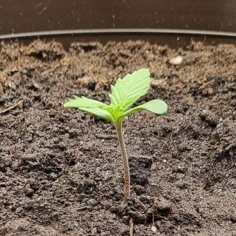 GOAT'lato Auto growlog timeline photo
