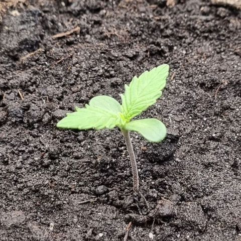 GOAT'lato Auto growlog timeline photo