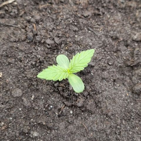 GOAT'lato Auto growlog timeline photo