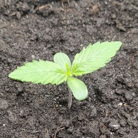 GOAT'lato Auto growlog timeline photo
