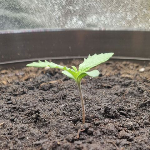 GOAT'lato Auto growlog timeline photo