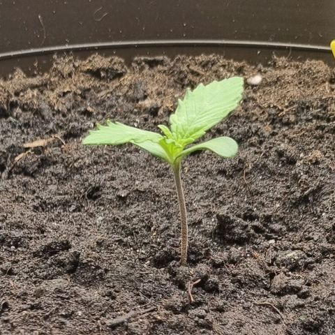 GOAT'lato Auto growlog timeline photo