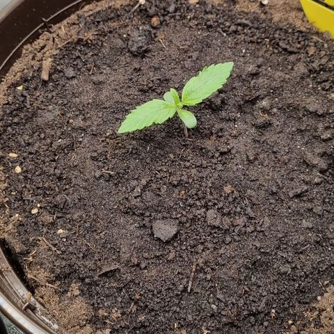 GOAT'lato Auto growlog timeline photo
