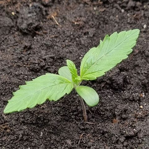 GOAT'lato Auto growlog timeline photo