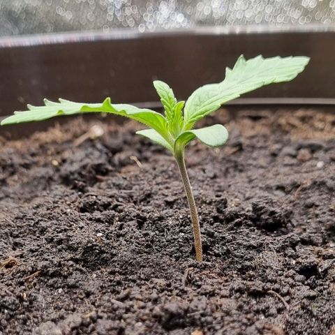 GOAT'lato Auto growlog timeline photo