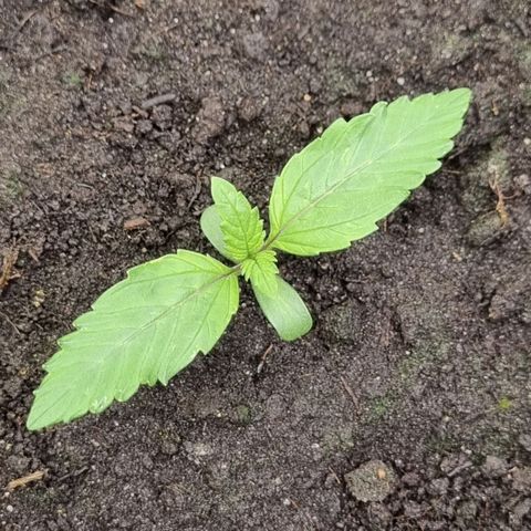 GOAT'lato Auto growlog timeline photo