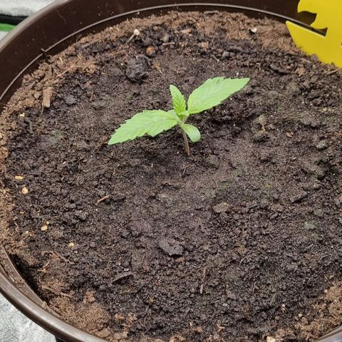 GOAT'lato Auto growlog timeline photo