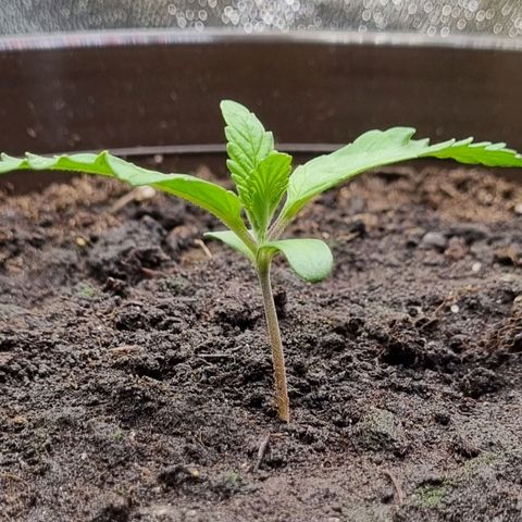 GOAT'lato Auto growlog timeline photo