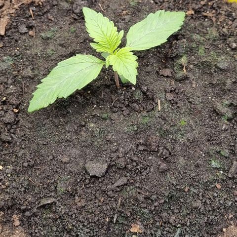 GOAT'lato Auto growlog timeline photo