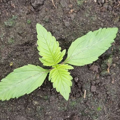 GOAT'lato Auto growlog timeline photo