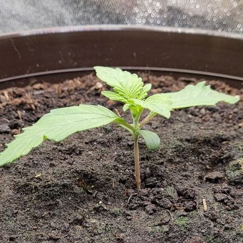 GOAT'lato Auto growlog timeline photo