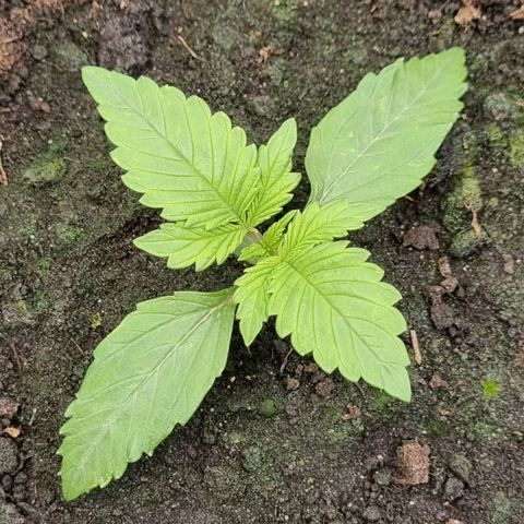 GOAT'lato Auto growlog timeline photo