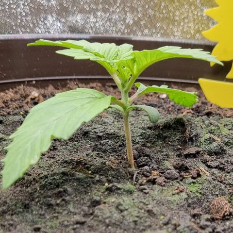 GOAT'lato Auto growlog timeline photo